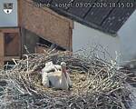 Capi_Dubne_20260503_181503.jpg
