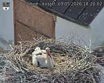 Capi_Dubne_20260503_182002.jpg