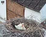 Capi_Dubne_20260503_201503.jpg
