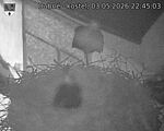 Capi_Dubne_20260503_224503.jpg