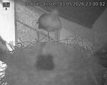 Capi_Dubne_20260503_230002.jpg