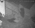 Capi_Dubne_20260504_011502.jpg