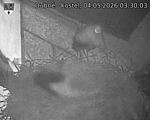 Capi_Dubne_20260504_033003.jpg