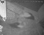 Capi_Dubne_20260504_044002.jpg
