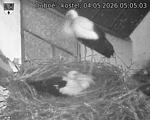 Capi_Dubne_20260504_050503.jpg