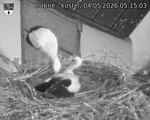 Capi_Dubne_20260504_051503.jpg