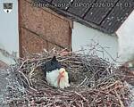 Capi_Dubne_20260504_054003.jpg