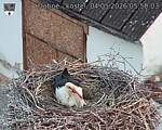 Capi_Dubne_20260504_055003.jpg