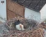 Capi_Dubne_20260504_055502.jpg