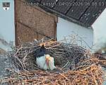 Capi_Dubne_20260504_060003.jpg