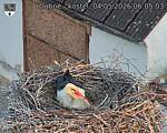 Capi_Dubne_20260504_060503.jpg