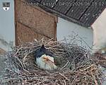 Capi_Dubne_20260504_061002.jpg