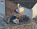 Capi_Dubne_20260504_062003.jpg