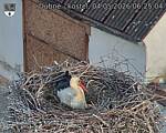 Capi_Dubne_20260504_062504.jpg
