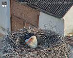 Capi_Dubne_20260504_063004.jpg