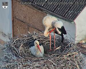 Capi_Dubne_20260504_063502.jpg (1350&nbsp;x&nbsp;1080)
