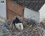 Capi_Dubne_20260504_064003.jpg