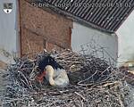 Capi_Dubne_20260504_065002.jpg
