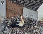 Capi_Dubne_20260504_070003.jpg