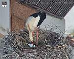Capi_Dubne_20260504_070503.jpg