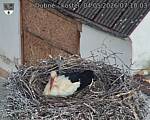 Capi_Dubne_20260504_071003.jpg