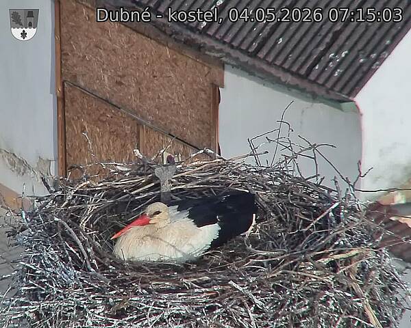 Capi_Dubne_20260504_071503.jpg (1350&nbsp;x&nbsp;1080)