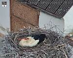 Capi_Dubne_20260504_072003.jpg