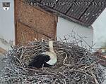 Capi_Dubne_20260504_073503.jpg