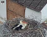 Capi_Dubne_20260504_075503.jpg