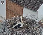 Capi_Dubne_20260504_080003.jpg