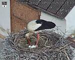 Capi_Dubne_20260504_081003.jpg