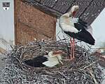 Capi_Dubne_20260504_082502.jpg