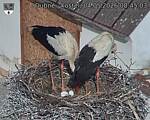 Capi_Dubne_20260504_084503.jpg