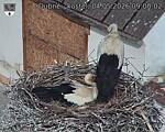 Capi_Dubne_20260504_090002.jpg