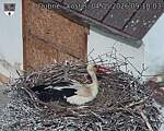 Capi_Dubne_20260504_091003.jpg