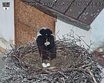 Capi_Dubne_20260504_092003.jpg