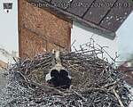 Capi_Dubne_20260504_093003.jpg