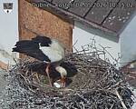 Capi_Dubne_20260504_103502.jpg