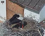 Capi_Dubne_20260504_104003.jpg