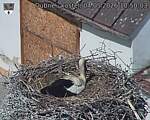 Capi_Dubne_20260504_105003.jpg