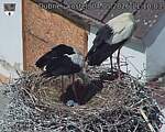 Capi_Dubne_20260504_111003.jpg