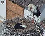 Capi_Dubne_20260504_111503.jpg