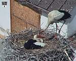 Capi_Dubne_20260504_112003.jpg