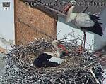 Capi_Dubne_20260504_113003.jpg