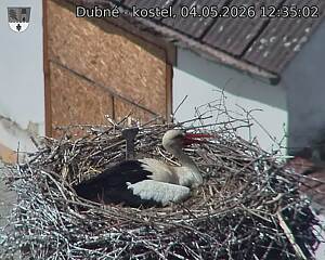 Capi_Dubne_20260504_123502.jpg (1350&nbsp;x&nbsp;1080)