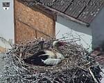 Capi_Dubne_20260504_124502.jpg