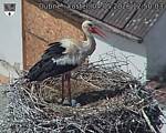 Capi_Dubne_20260504_125003.jpg