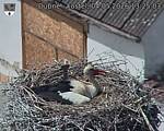 Capi_Dubne_20260504_132503.jpg