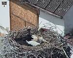 Capi_Dubne_20260504_133002.jpg