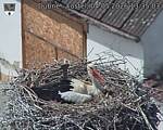 Capi_Dubne_20260504_133503.jpg